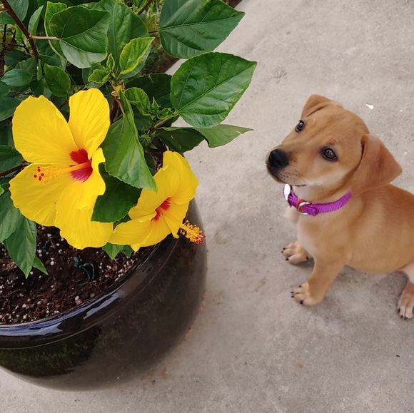 Meet your Posher, Abby - Picture 3 of 7